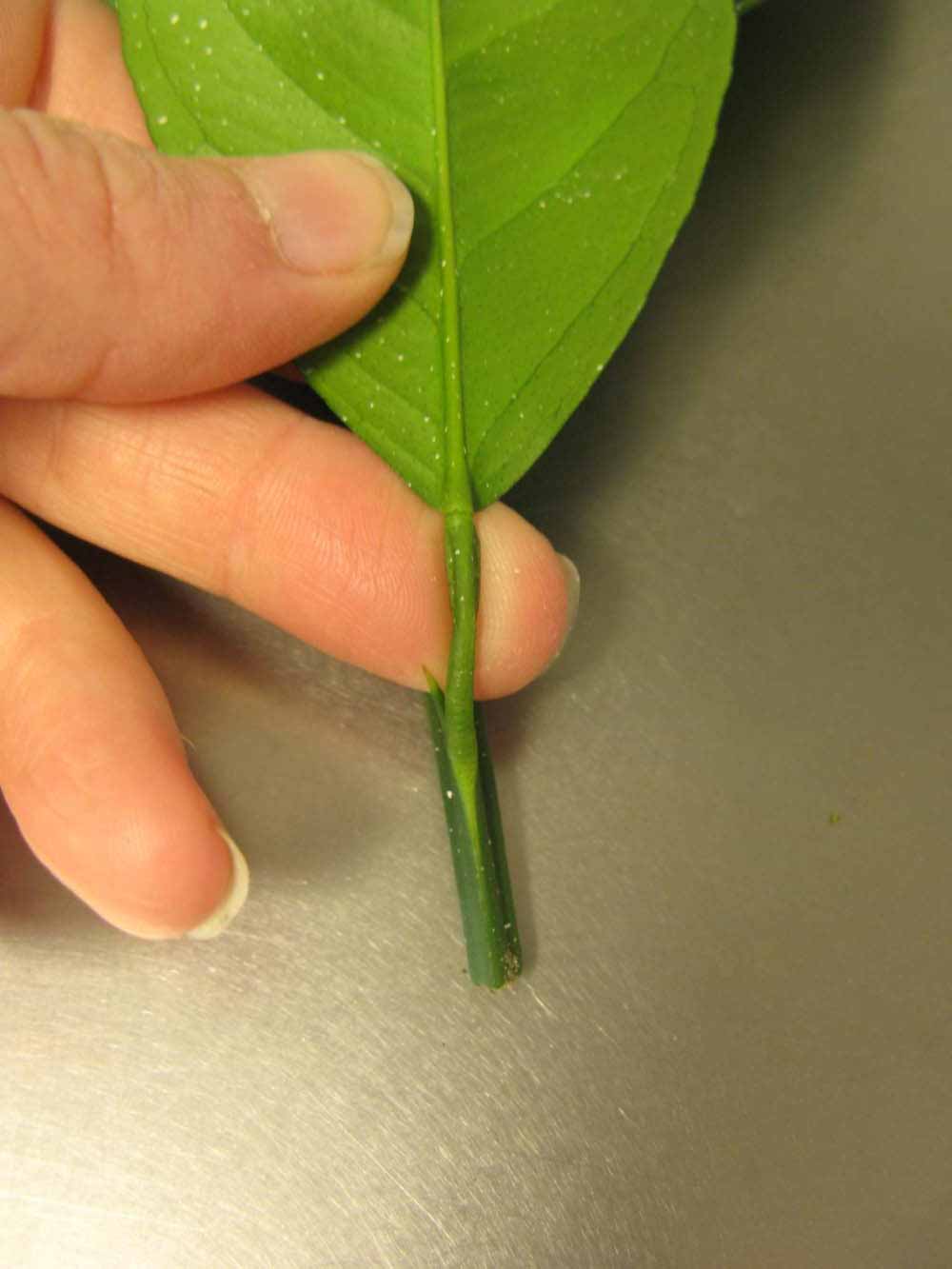              Petiole (Chiefland, FL)       